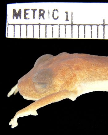 Media type: image; Herpetology A-94472